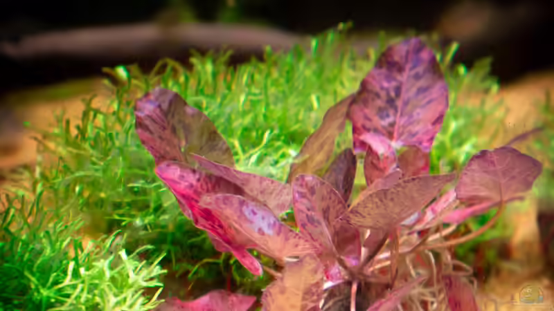 Tigerlotus von DiskusMummy (16)