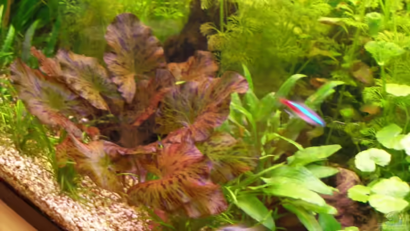 Tigerlotus von Felix Bier (4)