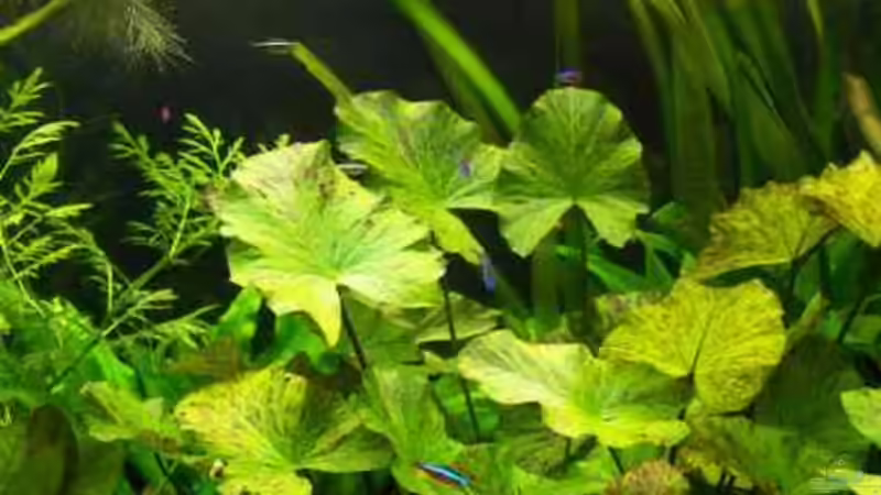 Tigerlotus von Firmi73 (4)