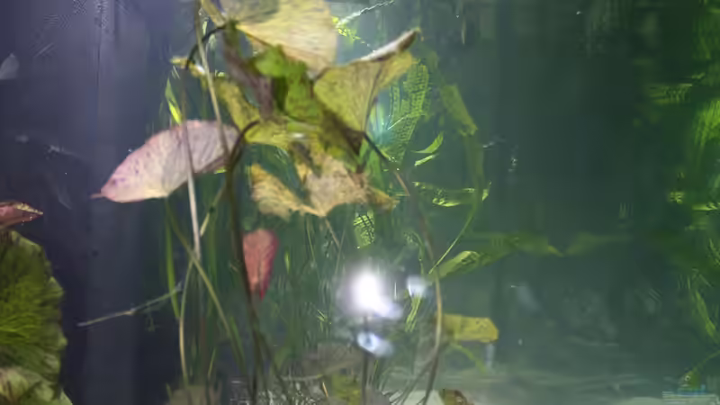 Tigerlotus von Fishers Friend (9)