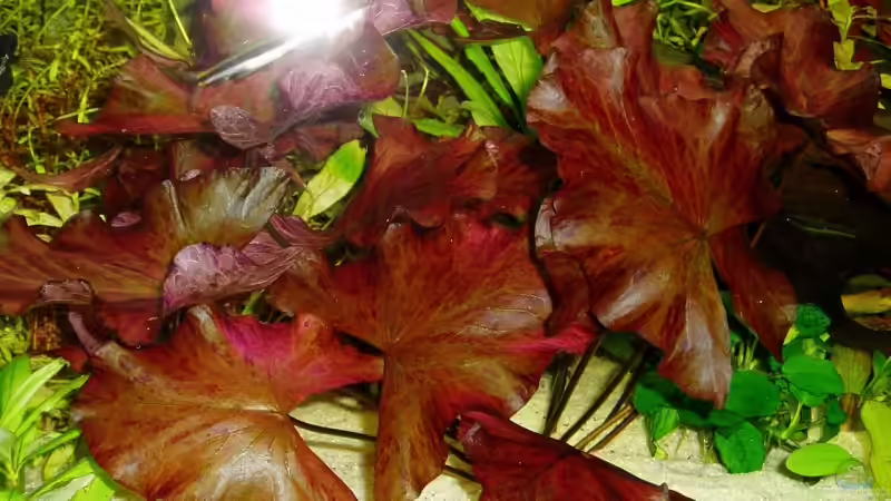 Tigerlotus von Funky (8)