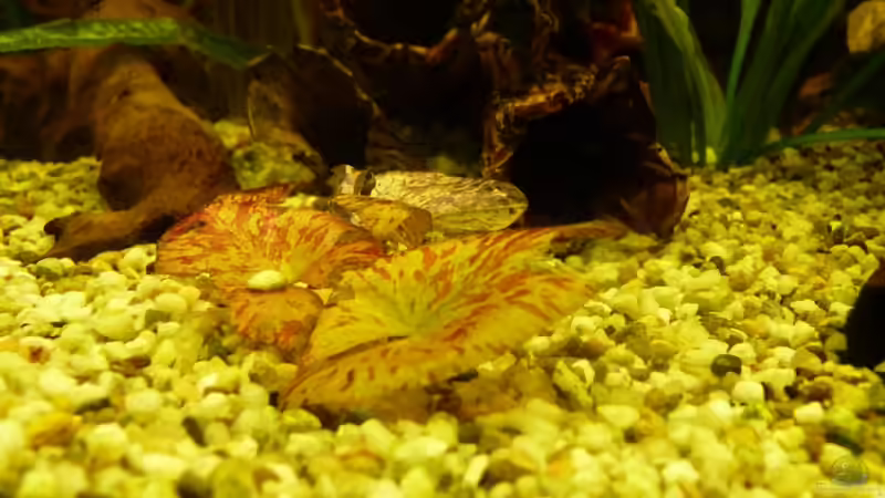 Tigerlotus von Josef Braun (15)