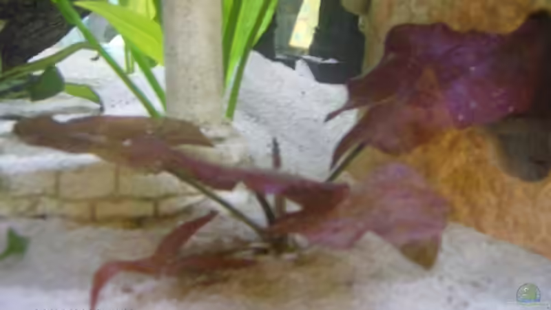 Tigerlotus von Julchen1985 (6)