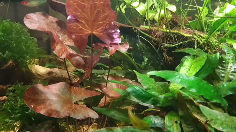 Tigerlotus von Klaus R (28)