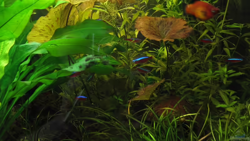 Tigerlotus von Marlone (12)