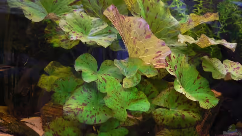 Tigerlotus von Max Wolf (7)