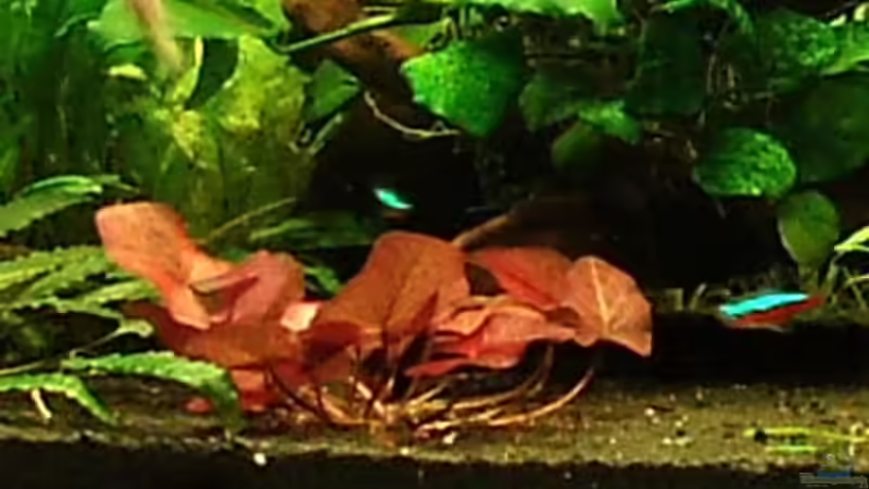 Tigerlotus von Melanie (4)