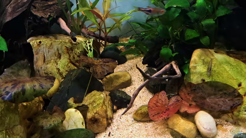 Tigerlotus von okefenokee (59)