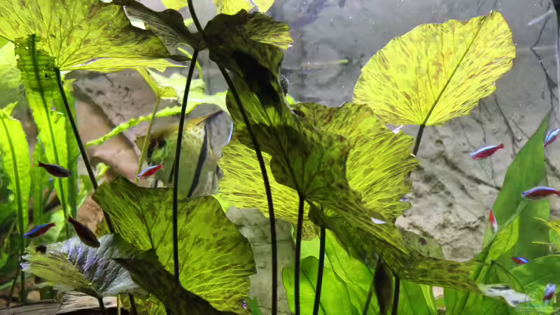 Tigerlotus von Ottche (120)