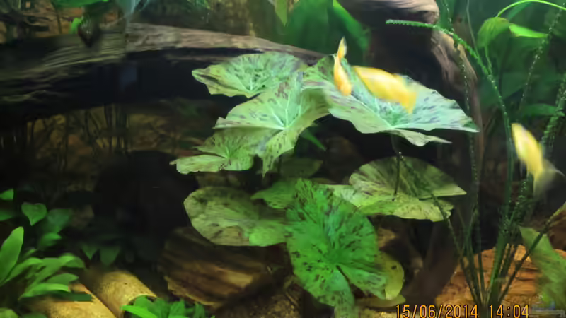 Tigerlotus von Ottche (63)