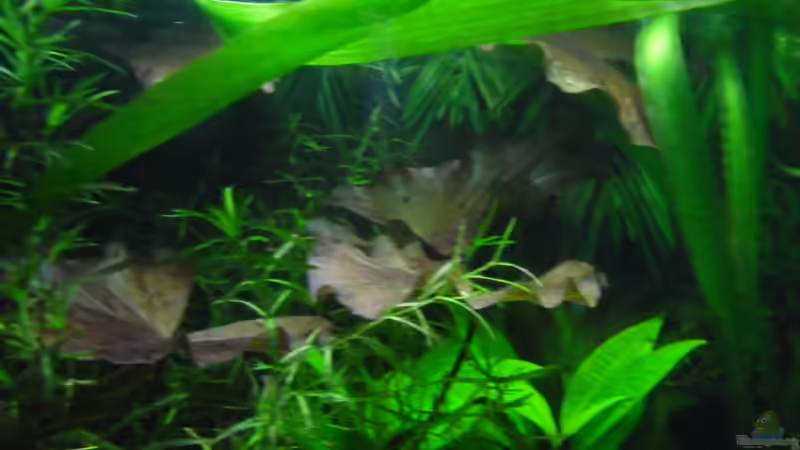 Tigerlotus von Ruppinho (14)