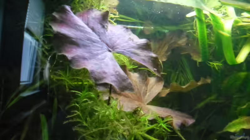 Tigerlotus von Ruppinho (15)