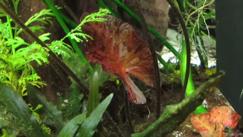 Tigerlotus von Sarah (27)