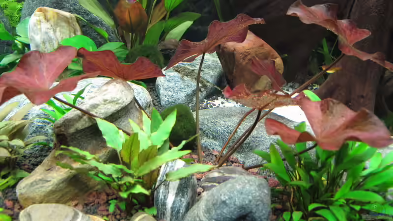 Tigerlotus von Sarah (29)