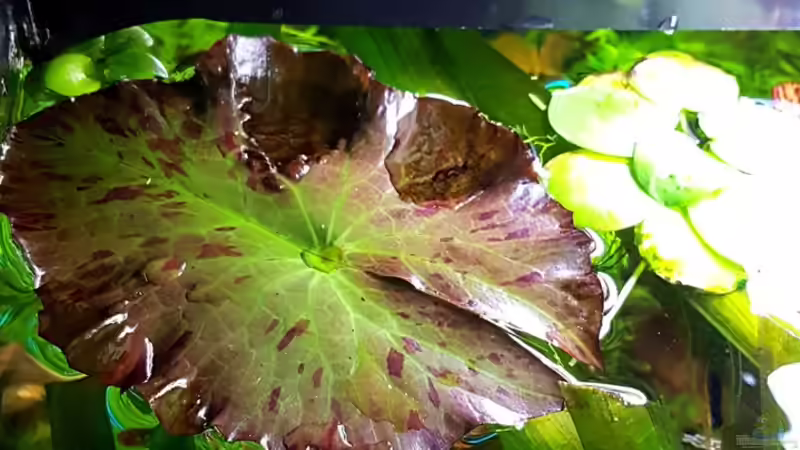 Tigerlotus von Sebastian Hartmann (3)