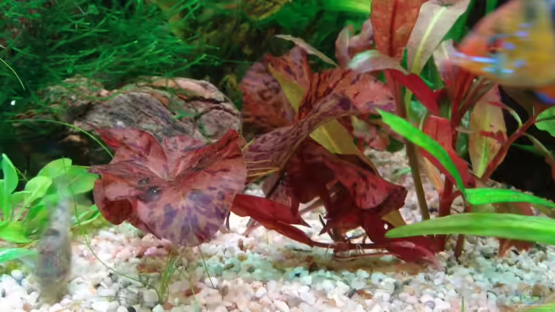 Tigerlotus von Thomas Weyhofen (8)