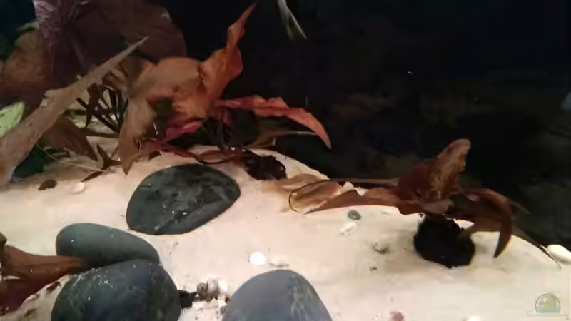 Tigerlotus wenige Tage nach einsetzen von Gregorsimsel (9)