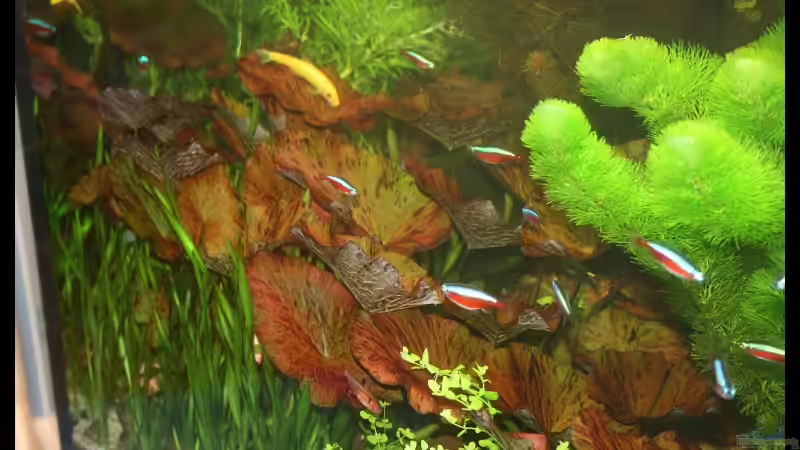 Tigerlotus (zenkeri) von Johann Fellner (2)