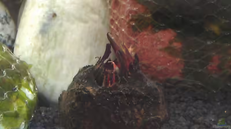 Tigerlotusknolle von TinaMarie (11)