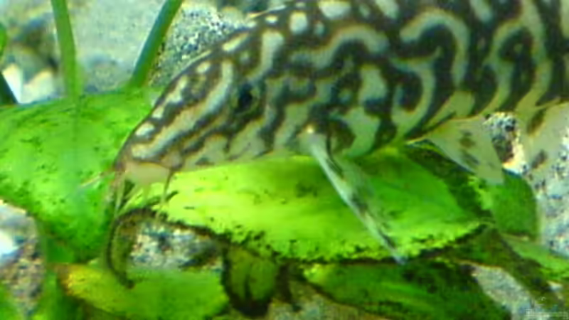 tigernetzschmerle von Markus Ludwar (15)