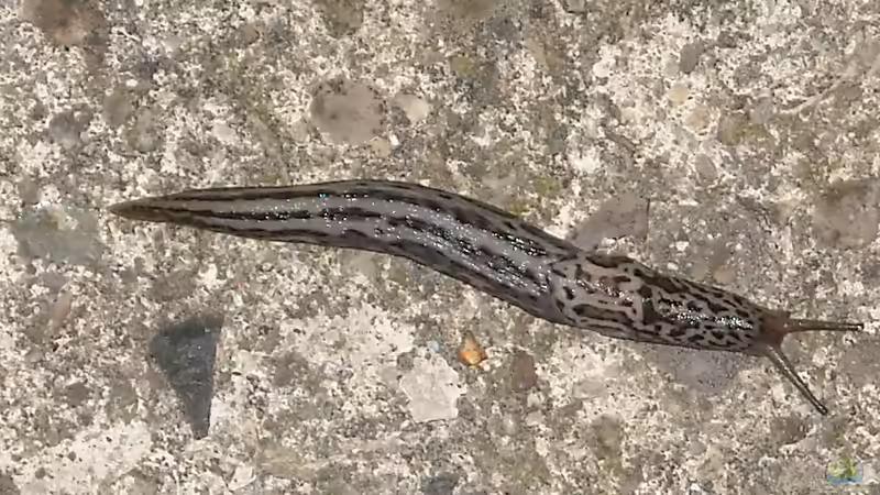 Tigerschnegel im Garten - Nützling mit Grenzen