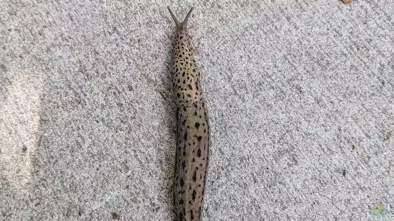 Tigerschnegel im Garten - Nützling mit Grenzen
