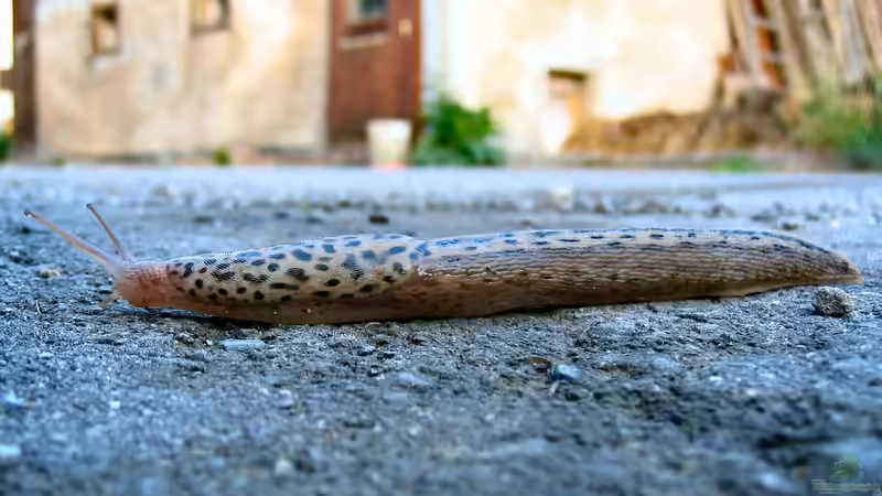 Tigerschnegel im Garten - Nützling mit Grenzen