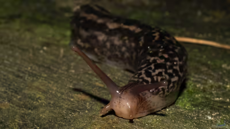 Tigerschnegel im Garten - Nützling mit Grenzen