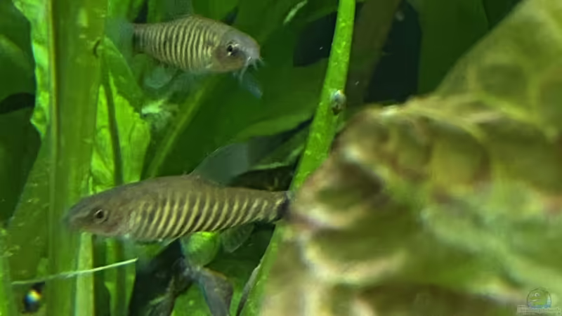 Tigerzwergschmerle (Micronemacheilus cruciatus, Synonym: Yunnanilus cruciatus) von Lina L. (18)