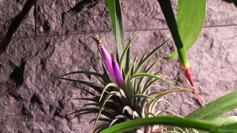 Tilandsie mit Blüte 11.06.2011 von Miguel (24)