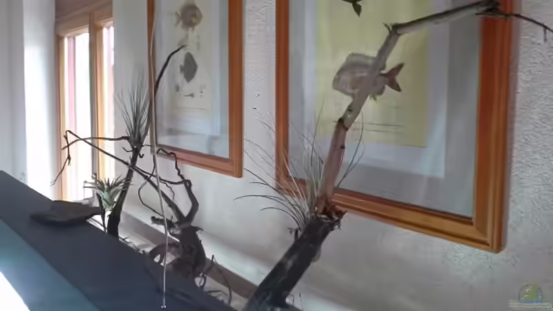 Tilandsien von Markaroni (7)