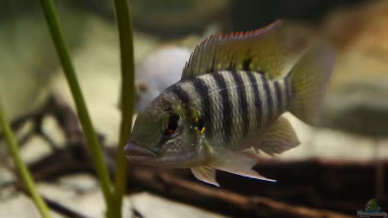 Tilapia brevimanus - eine Artbeschreibung