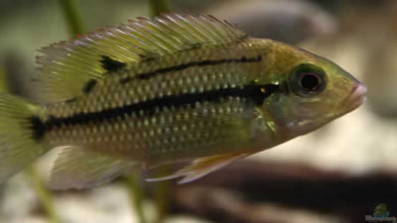 Tilapia brevimanus - eine Artbeschreibung