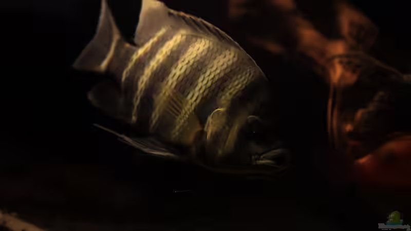 Tilapia buttikoferi von Stanislav Kislyuk (28)