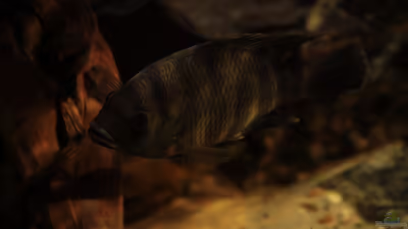 Tilapia buttikoferi von Stanislav Kislyuk (29)