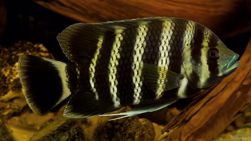 Heterotilapia buttikoferi im Aquarium (Einrichtungsbeispiele für Heterotilapia buttikoferi)