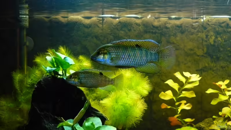 Tilapia ruweti von Romulus71 (23)