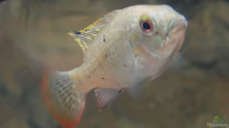 Tilapia zillii von Christian Rieke (14)