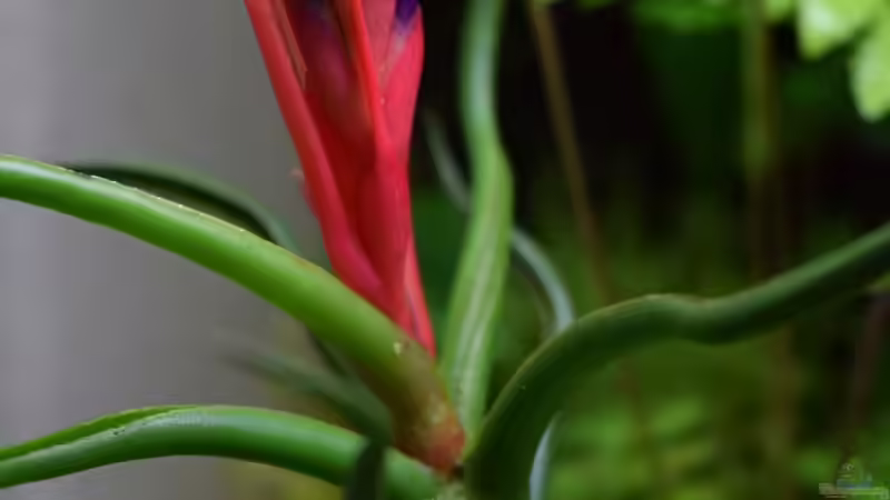 Tillandsia bulbosa von Junglist (15)