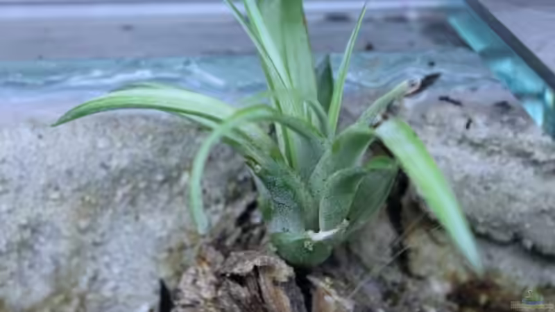 Tillandsia ixioides von Falk (33)