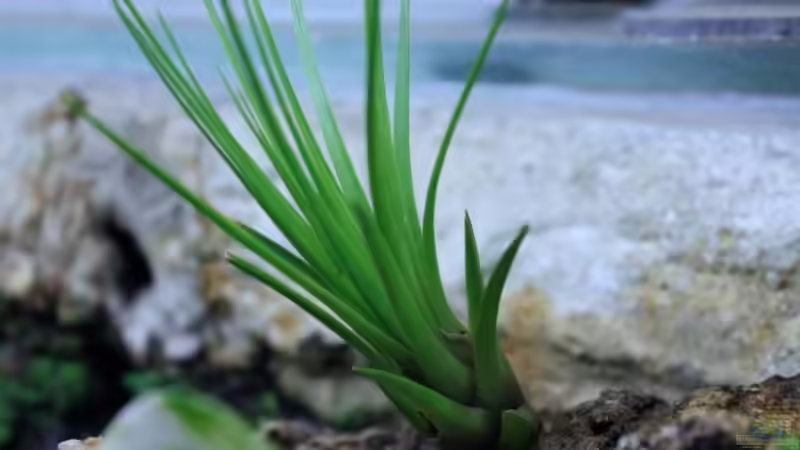 Tillandsia tenuifolia von Falk (34)