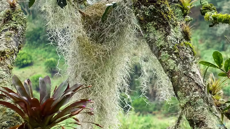 Tillandsia usneoides (Louisianamoos, Spanisches Moos)