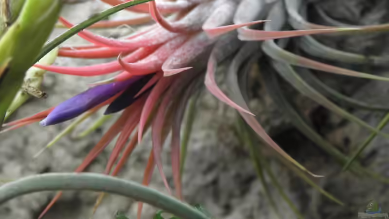 Tillandsien (Pflanzengattung Tillandsia)