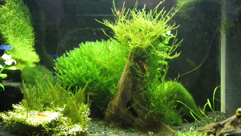 TingelTangel - 11.02.12 von Gonnos (11)