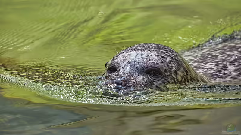 Tipp für Aquarianer: Zu Besuch im Geomar-Aquarium in Kiel