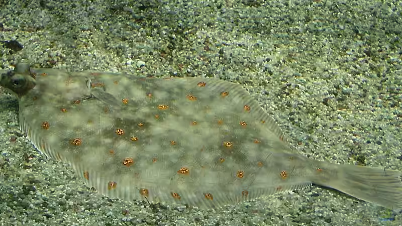 Tipp für Aquarianer: Zu Besuch im Geomar-Aquarium in Kiel