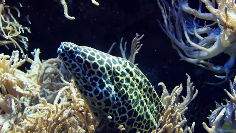 Tipp für Aquarianer: Zu Besuch im Geomar-Aquarium in Kiel