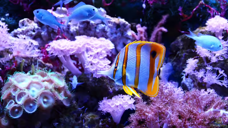 Tipps für die Aquarium-Pflege: Den Beckenbewohnern etwas Gutes tun