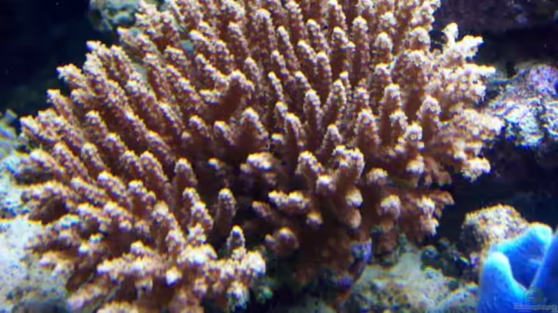 Tischacropora von Lars Leonhardt (8)