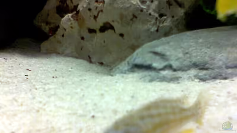 Tja, und hier hab ich den Namen vergessen als ich zu hause war, HILFE von Dirk Giebken (9)